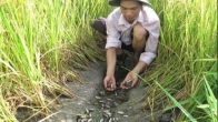 Xem bắt cá ở rừng U Minh Cà Mau